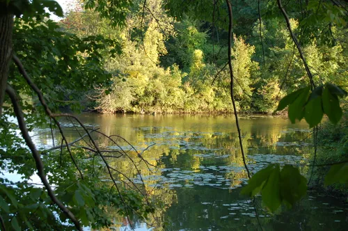 Gently flowing water amid dense summer foliage