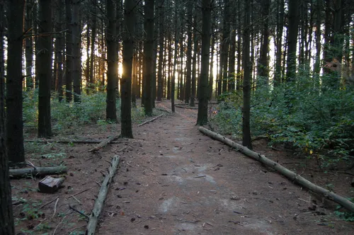 The evening sun attempts to reach into the dense pine forest