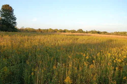 The open meadow glows in warm late-afternoon light