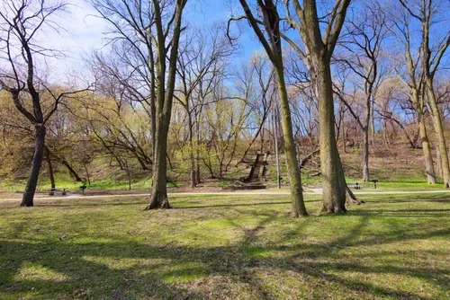Tall trees on the grassy open space of Annie Young Meadow