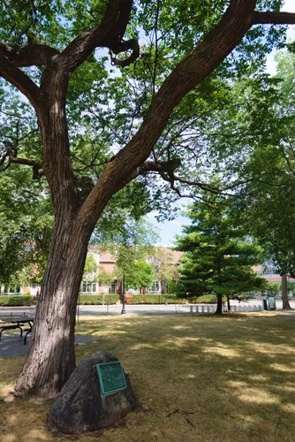 Towering tree shades a historical memorial stone in Chute Square