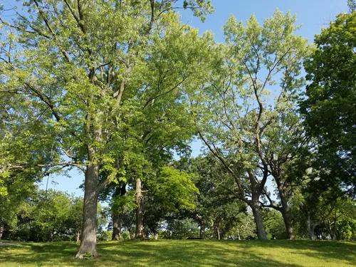 Tall, leafy trees create natural shade throughout the park