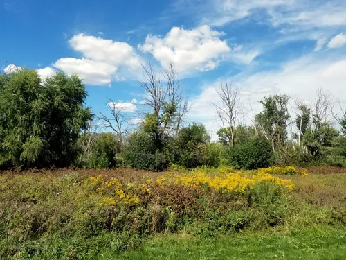Wildflowers and prairie grasses under bright blue summer skies