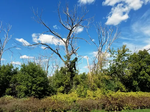 Dead trees stand amid lush greenery and golden wildflowers