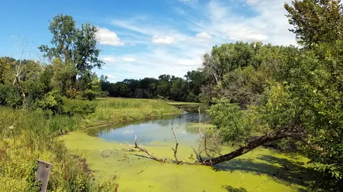 Wetland section with dense vegetation near the park's eastern edge
