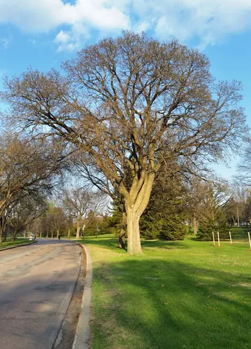 Trees casting long shadows in the park
