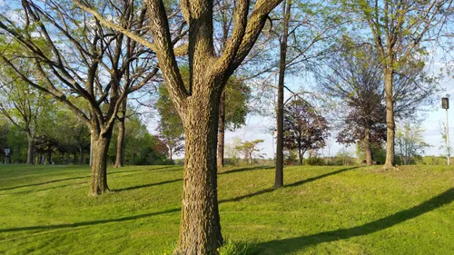 Majestic trees on the rolling green lawn