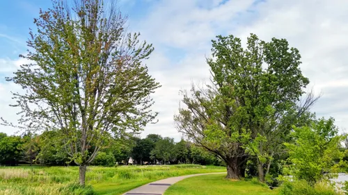 A path follows the shoreline along green trees in full summer foliage