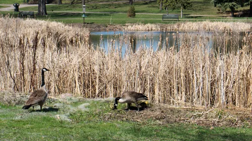 Canada geese rest among tall reeds at the edge of the pond