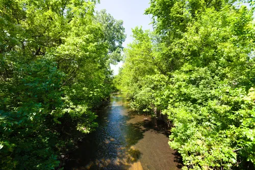 Minnehaha Creek flows gently through lush summer greenery