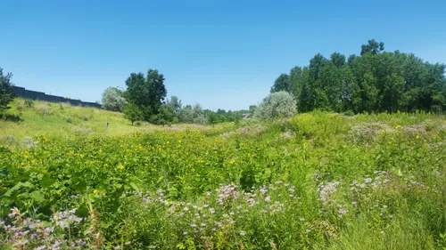 Native wildflowers and grasses fill an open meadow