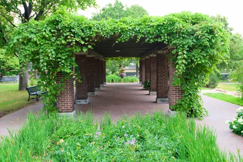 The ivy-covered pergola creates a shaded walkway through the garden