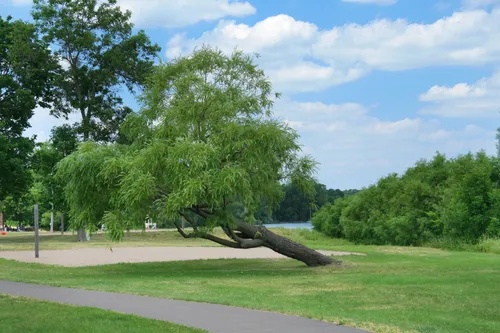A leaning tree in the park