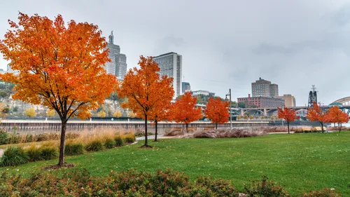 Vibrant fall foliage with downtown St Paul across the river