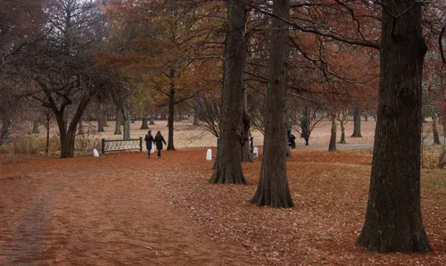 Orange leaves cover the ground beneath the park's mature trees