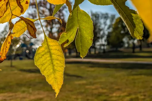 Sunlit leaves hang from a tree branch, with the park lawn in the background