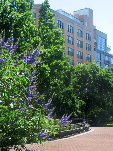 A row of benches lines the path behind a purple flowering shrub