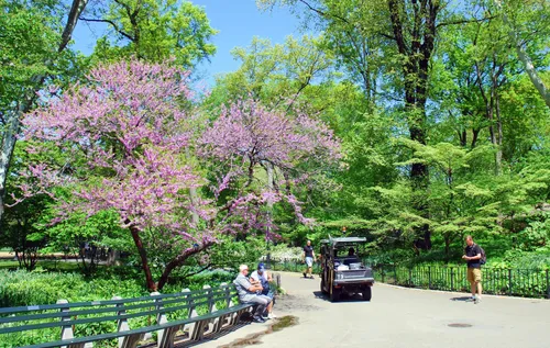 Spring cherry blossoms next to a scenic pathway through the park