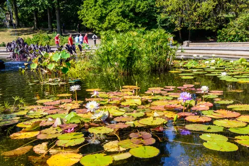 Dense lily pads float on the fountain basin at Bethesda Terrace
