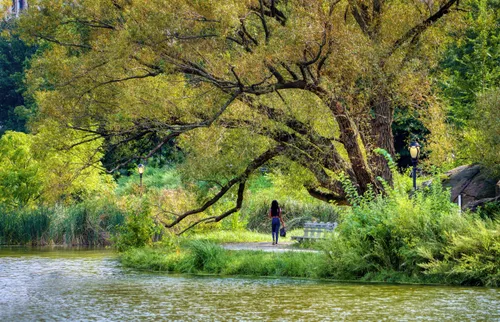 Aquatic plants border the edges of Harlem Meer