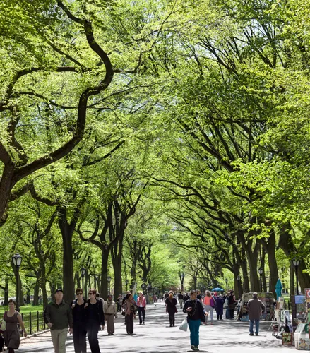 The Mall's elm-lined promenade filled with afternoon strollers