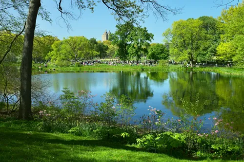 Waterside view with lush vegetation reflecting in the pond