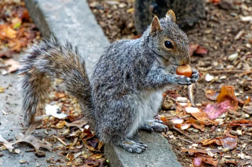 A squirrel nibbles on a nut among autumn leaves