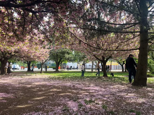 Cherry blossoms create a pink canopy in spring