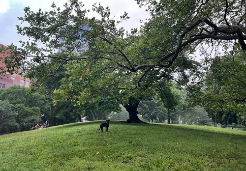 A dog enjoys this quiet morning near a large tree