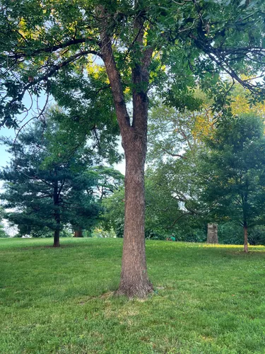 Fort Greene Park has several open lawn areas with scattered trees
