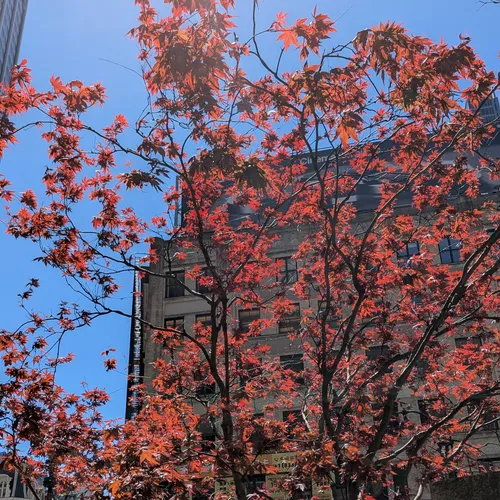 Vibrant red maple trees contrast against the blue Manhattan sky