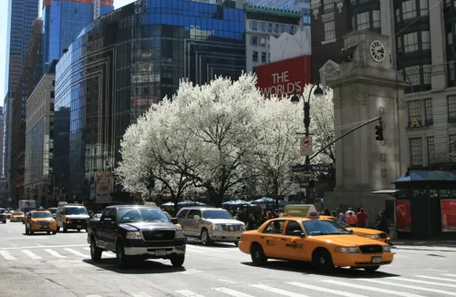 Yellow taxis and spring blossoms at Herald Square, viewed from 6th Avenue