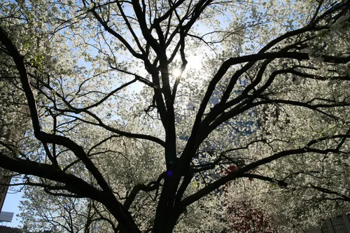A flowering tree spreads its branches above the park