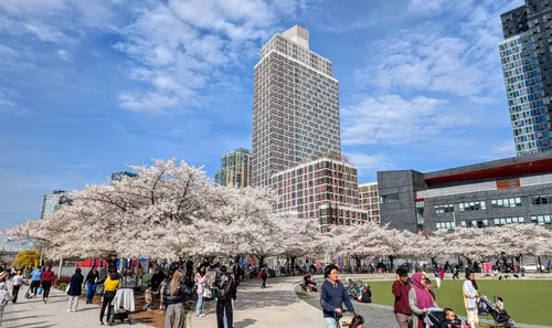 Cherry blossoms draw a crowd on this fine spring day