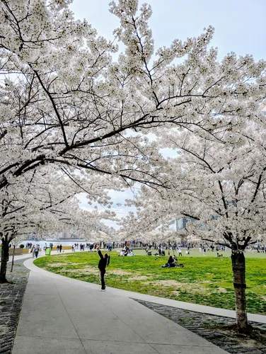 Cherry blossom trees in full bloom along the oval green