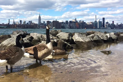 Canada geese rest on the rocky shoreline with the Manhattan skyline stretching across the horizon