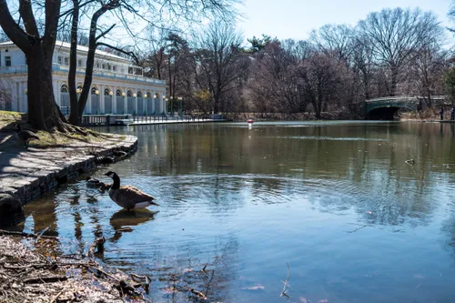 A view of the lake with the boathouse and Lulwater Bridge in the background