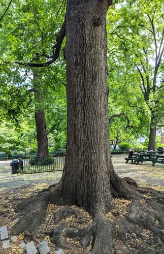 Mighty roots on this tree