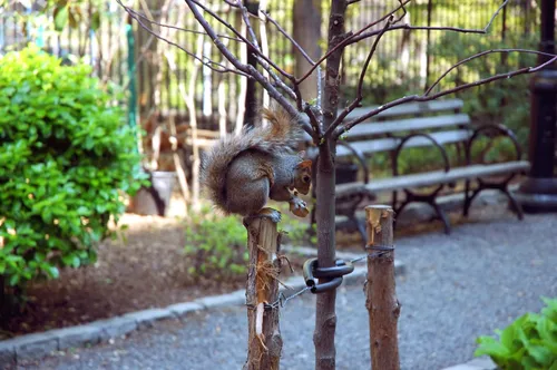 A curious squirrel perches on a young tree support, enjoying a snack