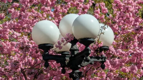 Beautiful cherry blossoms on Kwanzan cherry trees