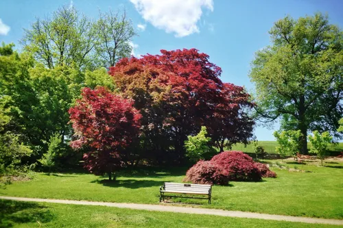 A bench nestled among red and green trees on a sunny day in the park