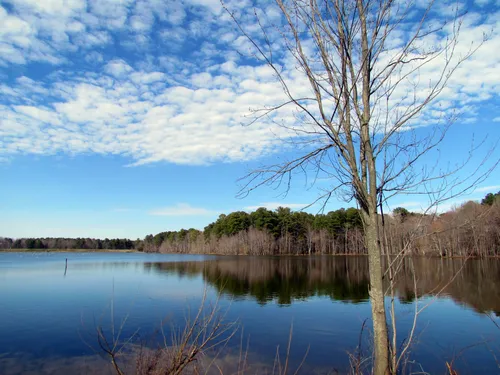 A bare tree stands at the edge of Bond Lake on a clear winter day