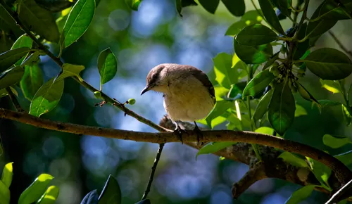 A small mockingbird perches on a branch in the east section of the park