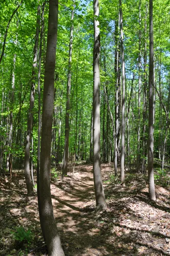 The forest trail is surrounded by dense trees