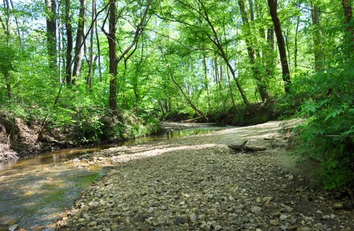 House Creek meanders through a verdant forest landscape