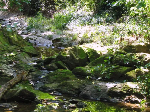 Moss-covered rocks and dense vegetation along Beaverdam Creek