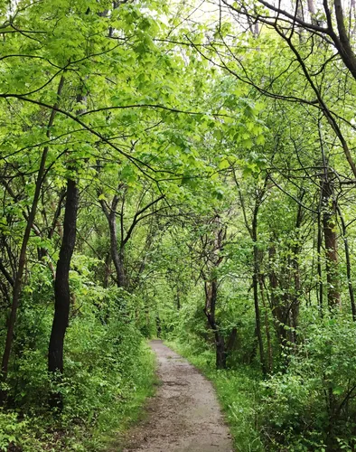 Deer Run Trail cuts through the dense green woodland