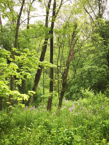 Tall trees and wildflowers grow along the paths at O'Neil Woods