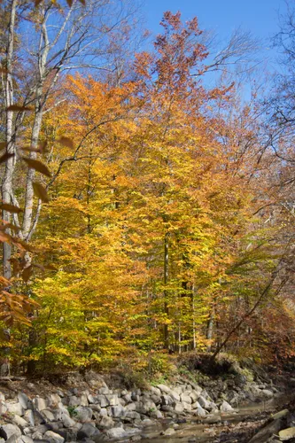 Brilliant orange and yellow canopy above the rocky banks of the creek