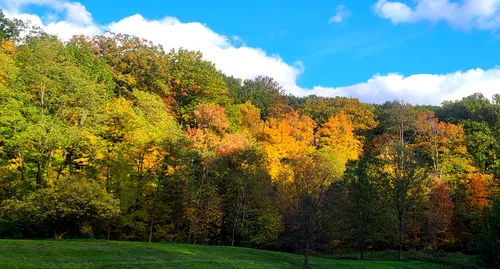 A hillside of fall foliage overlooks an open lawn area